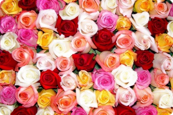 Роскошные розы в букетах с доставкой по Москве
