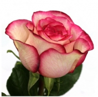 Роза Carusel