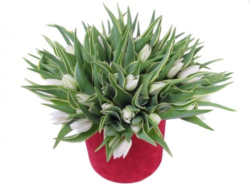 Коробка с 51 тюльпанами 2