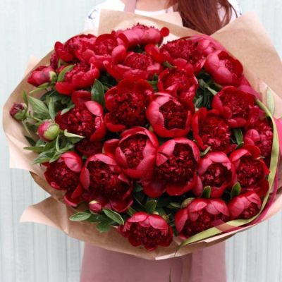 Букет пионов 25 шт. бордовые (Голландия)