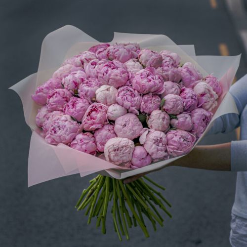 Букет пионов 51 шт. розовые (Голландия)