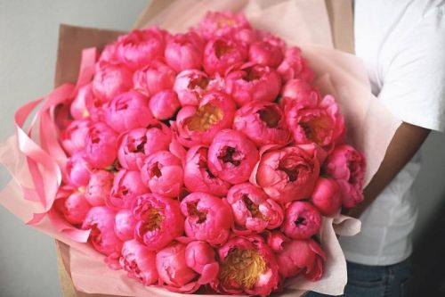 Букет пионов 51 шт.  коралловые (Голландия)