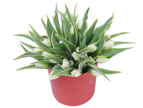 Коробка с 25 тюльпанами 3