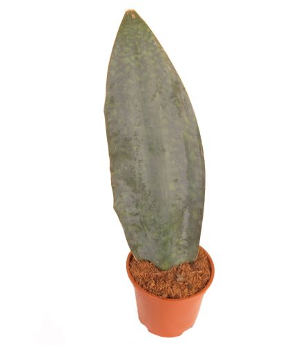 Сансевиерия Masoniana 60/17