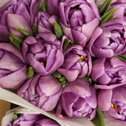 Тюльпан Экстра (пионовидный)